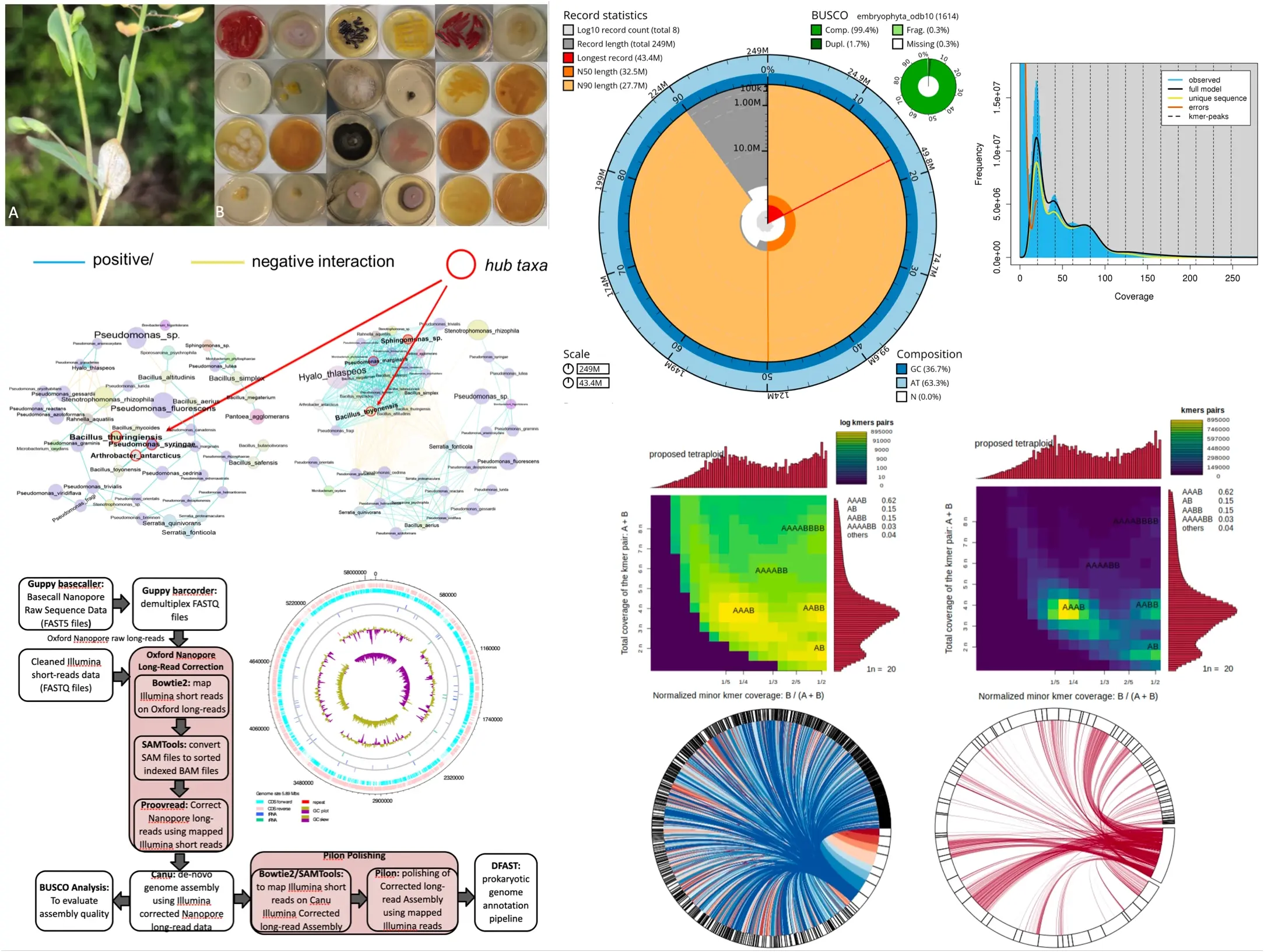 Genome assembly and plant-microbe analysis workflow
