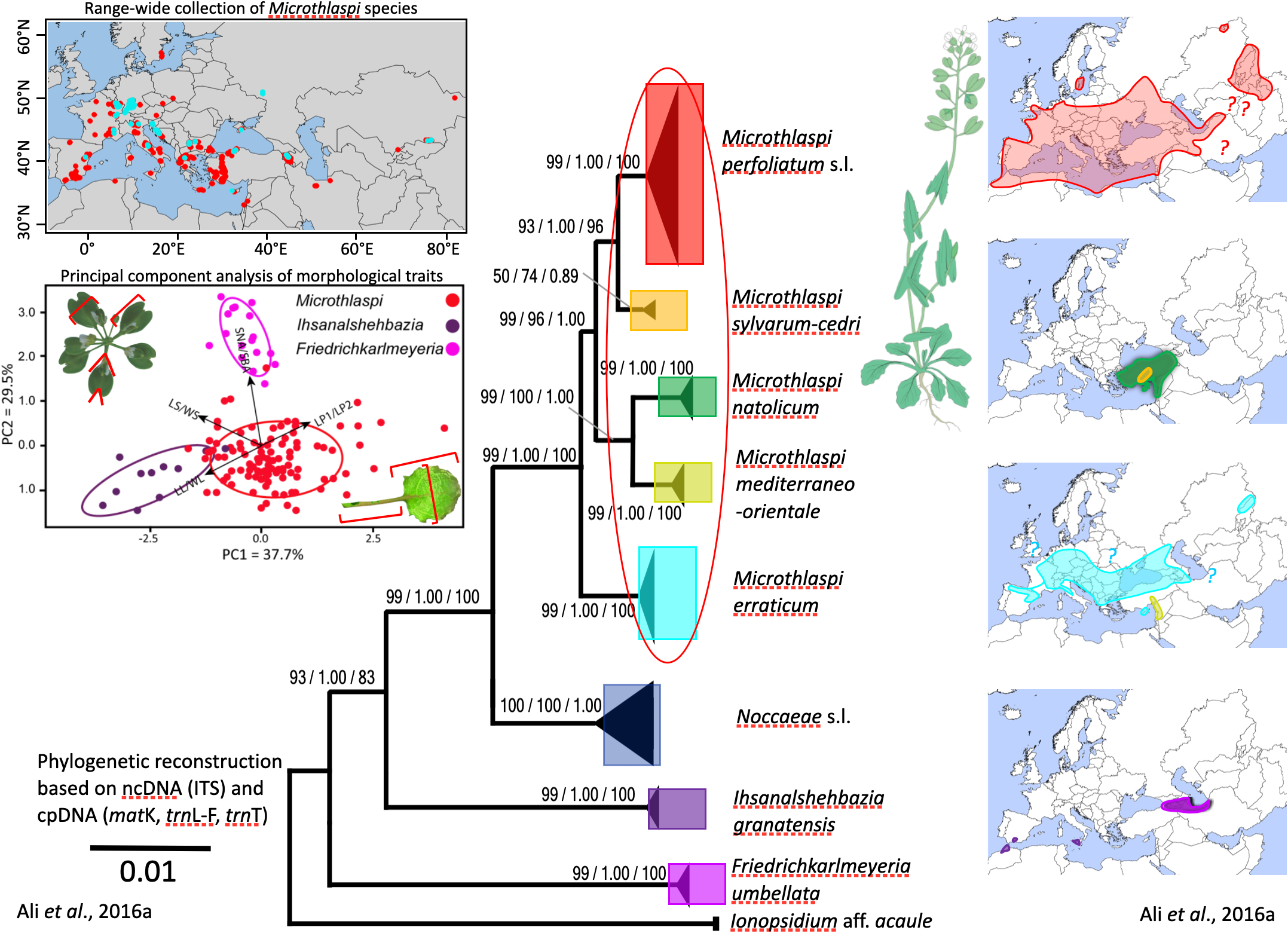 Systematics and taxonomy of Microthlaspi and related Brassicaceae
