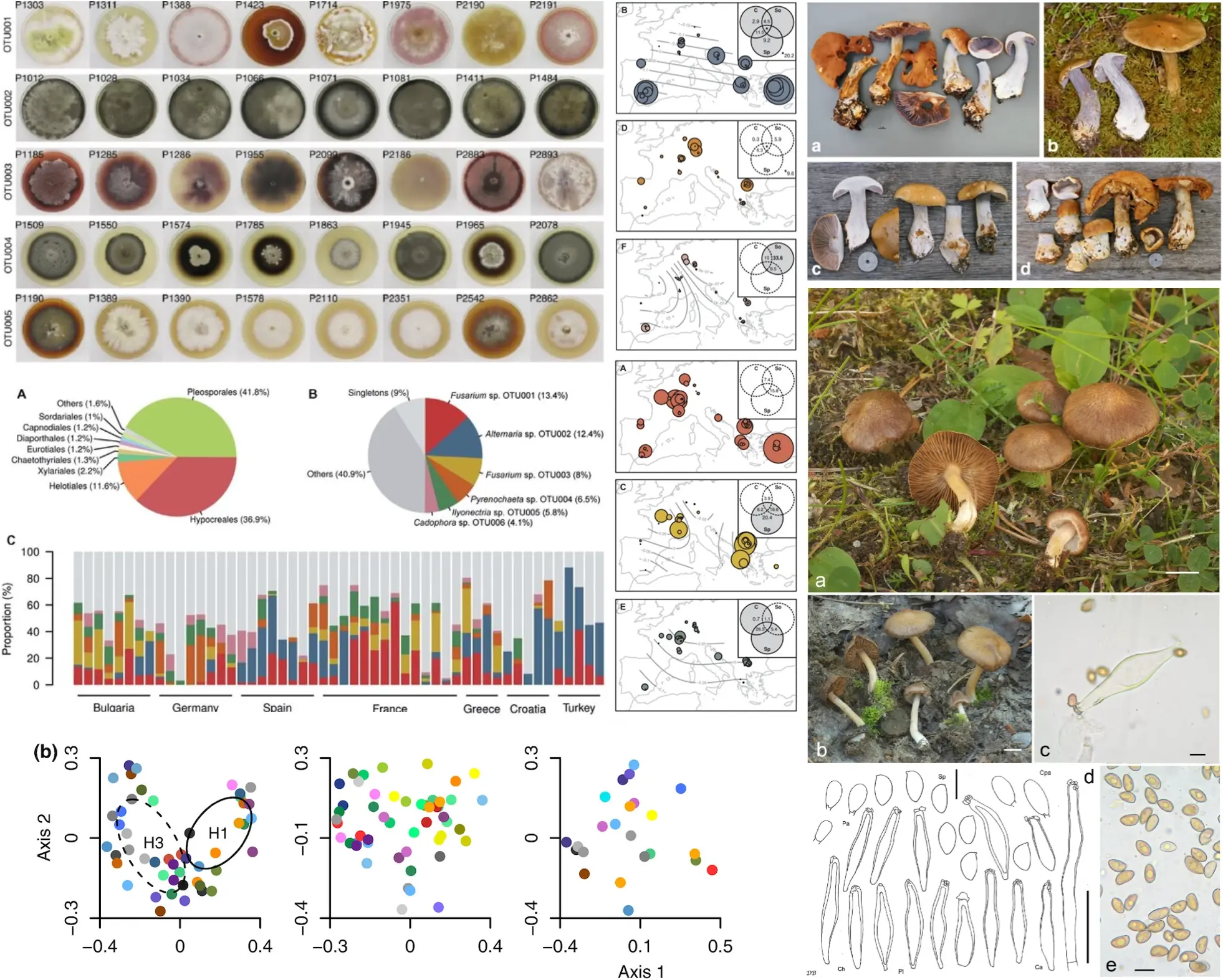 Fungal diversity and plant-associated community research