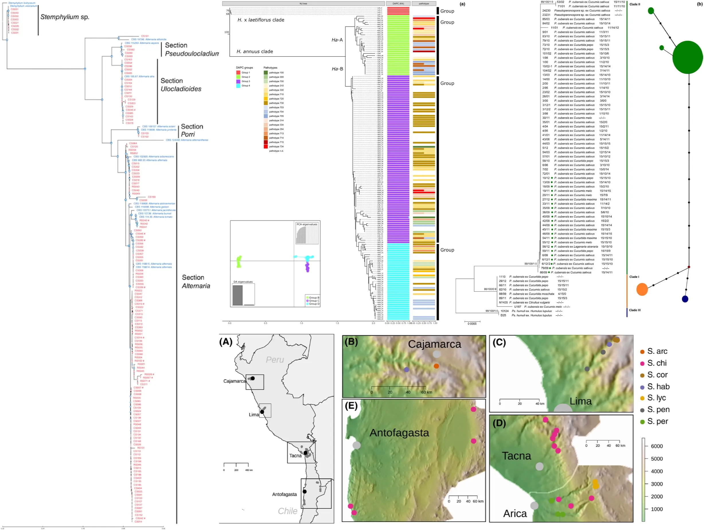 Evolution and spread of downy mildew pathogens